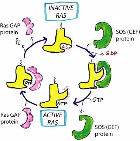 The docking sites for three SH2 domain containing signaling proteins are illustrated in figure 2. Figure 2.