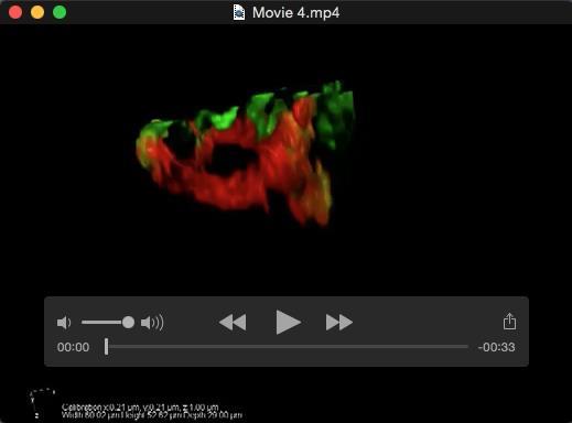Movie 4. Macrophages make intricate F-actin structures to surround and constrict portions of agldl.