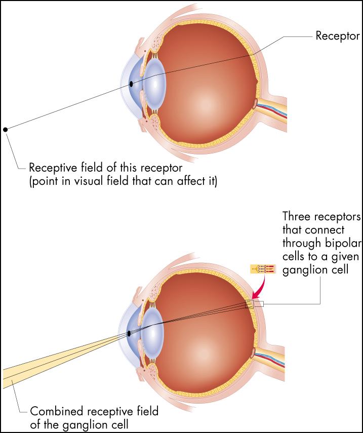 (rods and cones) respond to light at a particular location in the back of the eye w produces a neural response