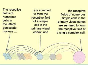 Complex cells Complex cells Many simple cells feed into a complex cell, which is insensitive to direction of contrast and responds to an oriented bar in many different places Many simple cells feed