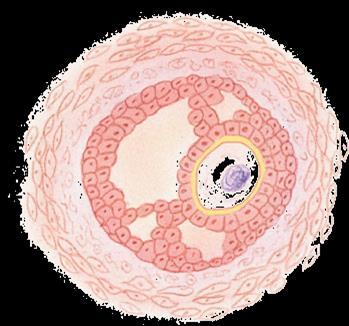 follicular cells Primary oocyte 