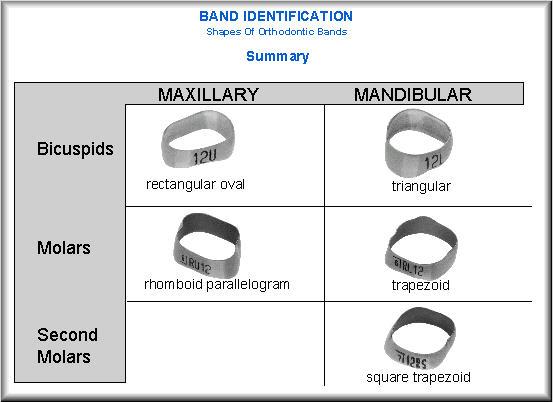 Shapes Of Orthodontic Bands BACL-04