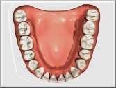 Minimum Average Maximum incisors -6-5 +3 cuspids -11-7 0 first bicuspids -17-11 -7 second bicuspids