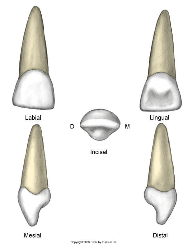 Maxillary Central Incisor Central is shorter than permanent central No mamelons present Highly developed cingulum and marginal ridges, the lingual fossa is deeper Appears