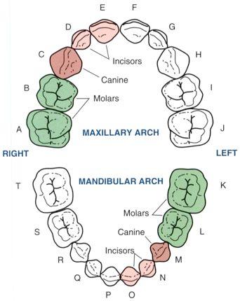 Primary Teeth - Introduction Synonyms deciduous teeth, baby teeth, temporary teeth, milk