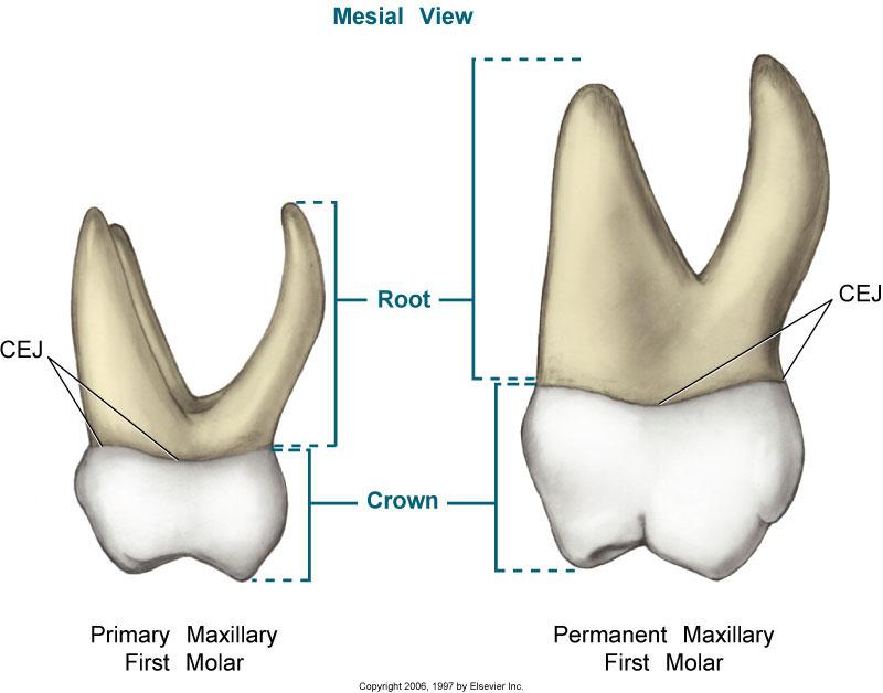 Buccal and lingual surfaces taper toward occlusal more than permanent teeth; results in narrower occlusal table Roots of primary molars are longer and
