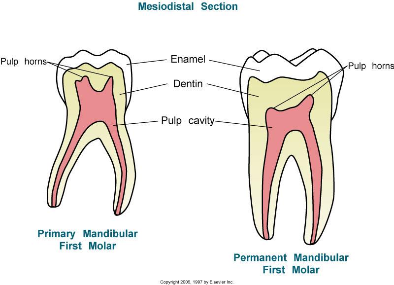 Pulp chamber large for crown in primary teeth; pulp horns longer as well