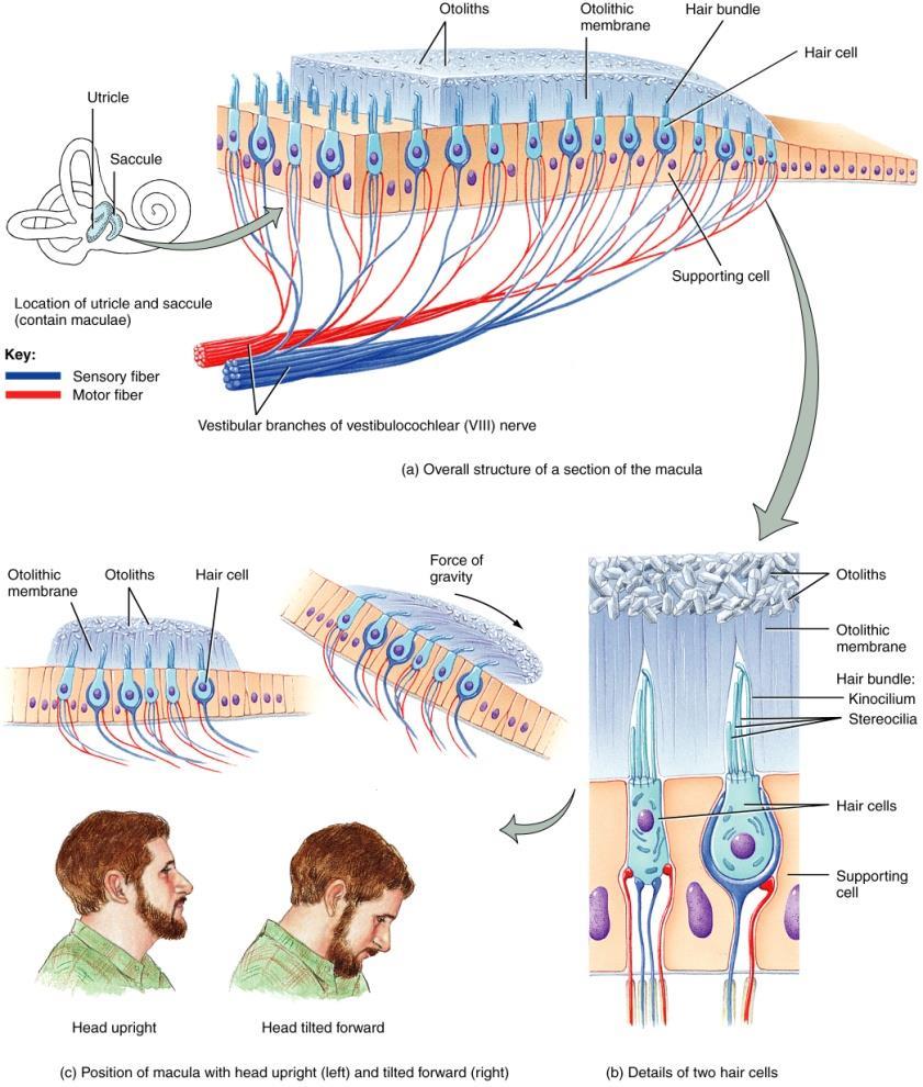 Movement of stereocilia or kinocilium results in the release of neurotransmitter onto the vestibular branches of the vestibulocochler nerve Crista: Ampulla of Semicircular