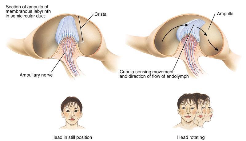 When you move, fluid in canal bends cupula