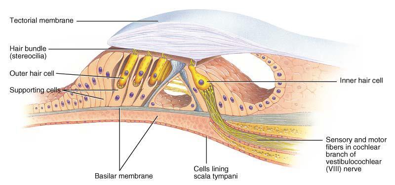 16,000 hair cells have 30 100 stereocilia (microvilli) Microvilli make contact with tectorial membrane (gelatinous membrane that overlaps the spiral organ of Corti) Basal sides of inner hair cells