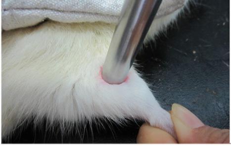 Fibre-optical Probe collection of the NIR spectra on rat's hind leg shaved