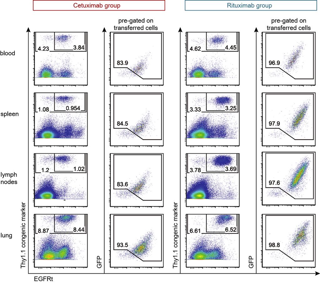 Antibody-mediated depletion of CD19-CAR T cells Supplemental 2 Supplemental Figure 2. Supplemental Figure 2. Cetuximab mediates partial depletion of EGFRt + T cells in solid organs.