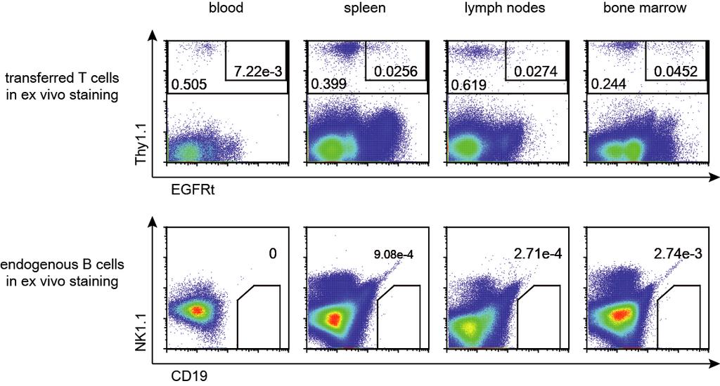 Antibody-mediated depletion of CD19-CAR T cells Supplemental 5 Supplemental Figure 5. Supplemental Figure 5. m1928e + T cells persist long-term at low levels.