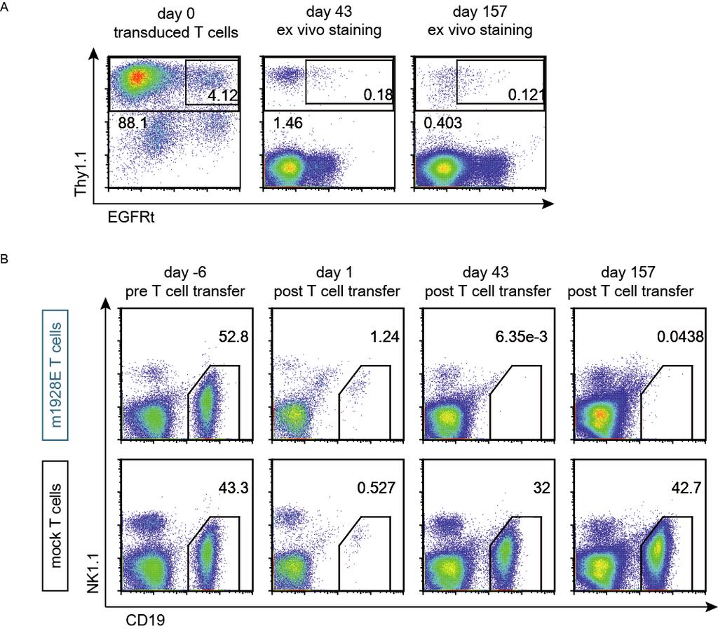 Antibody-mediated depletion of CD19-CAR T cells Supplemental 6 Supplemental Figure 6. Supplemental Figure 6. Surviving m1928e + T cells mediate sustained B cell depletion.