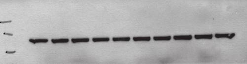 (S32A/S36A mutant) were starved for 16-2 hours and stimulated with TNF-α (2 ng/ml) for cpdm LPS (min) 1 1 3 6