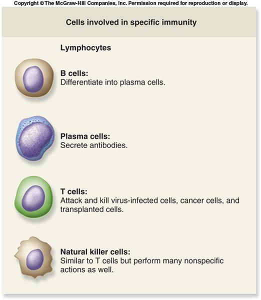 Aquired Immune System Players Lymphocytes ( ): Type of white cells Required for the acquired immune system