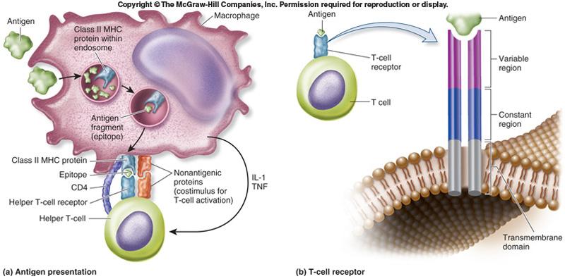 Helper T- Cell activation Antigen presenting cells Pathogen present Pathogen Phagocytosis by macrophage or NK cells Antigens such as proteins from pathogens are broken down in endosome Fragments of