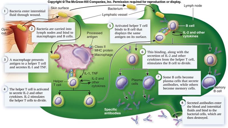 1 Bacteria enter the body Summary of events in a humoral immune response 2 Bacteria are carried into lymph node and phagocytosis by macrophage occurs phagocytosis by B cells and B cell present Ag