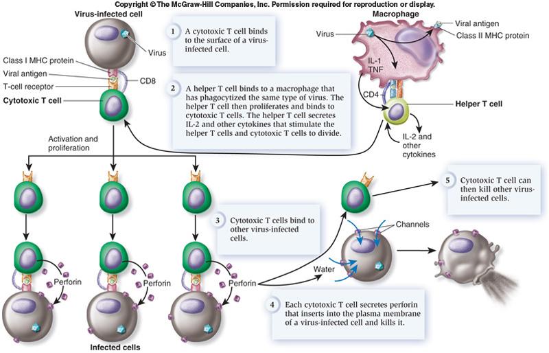 Cell mediated immunity Cytotoxic T cell binds to the surface of virus infected cells Helper T cell activation (same mechanism as in humoral immune response) -> promote proliferastion and the