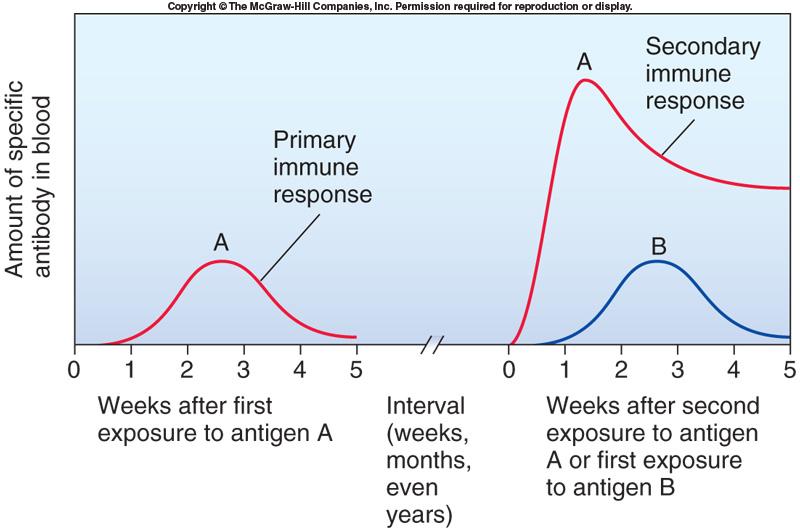 Immune memory Primary immune response Initial exposure to an antigen Antibody production is slower andlower Secondary immune response Subsequent