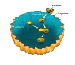 Innate Immune System Bacterium phagosome The bacterium (upper right) is engulfed in a section of the cell's