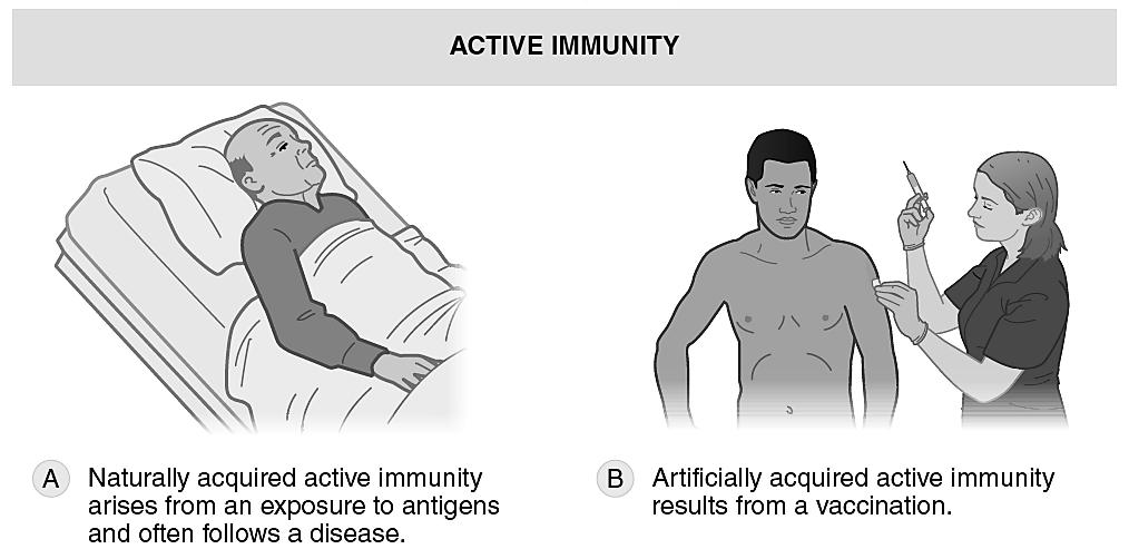 (Figure 23.6A, B) FOM Chapter 23 Immunization and Serology Preview: We will finish Biology 205 by examining how immunity to disease can be generated through vaccination.
