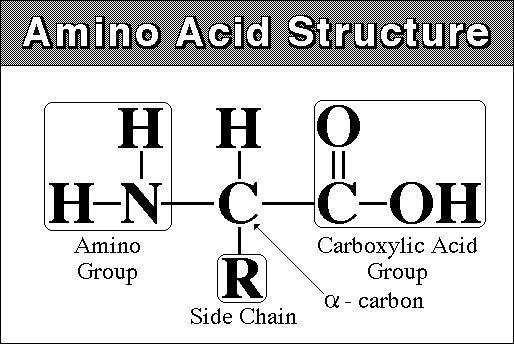 All amino acids found in proteins consist of: A basic amino group ( NH 2 ) An acidic carboxyl group ( COOH) A hydrogen atom ( H) A distinctive side chain ( R).