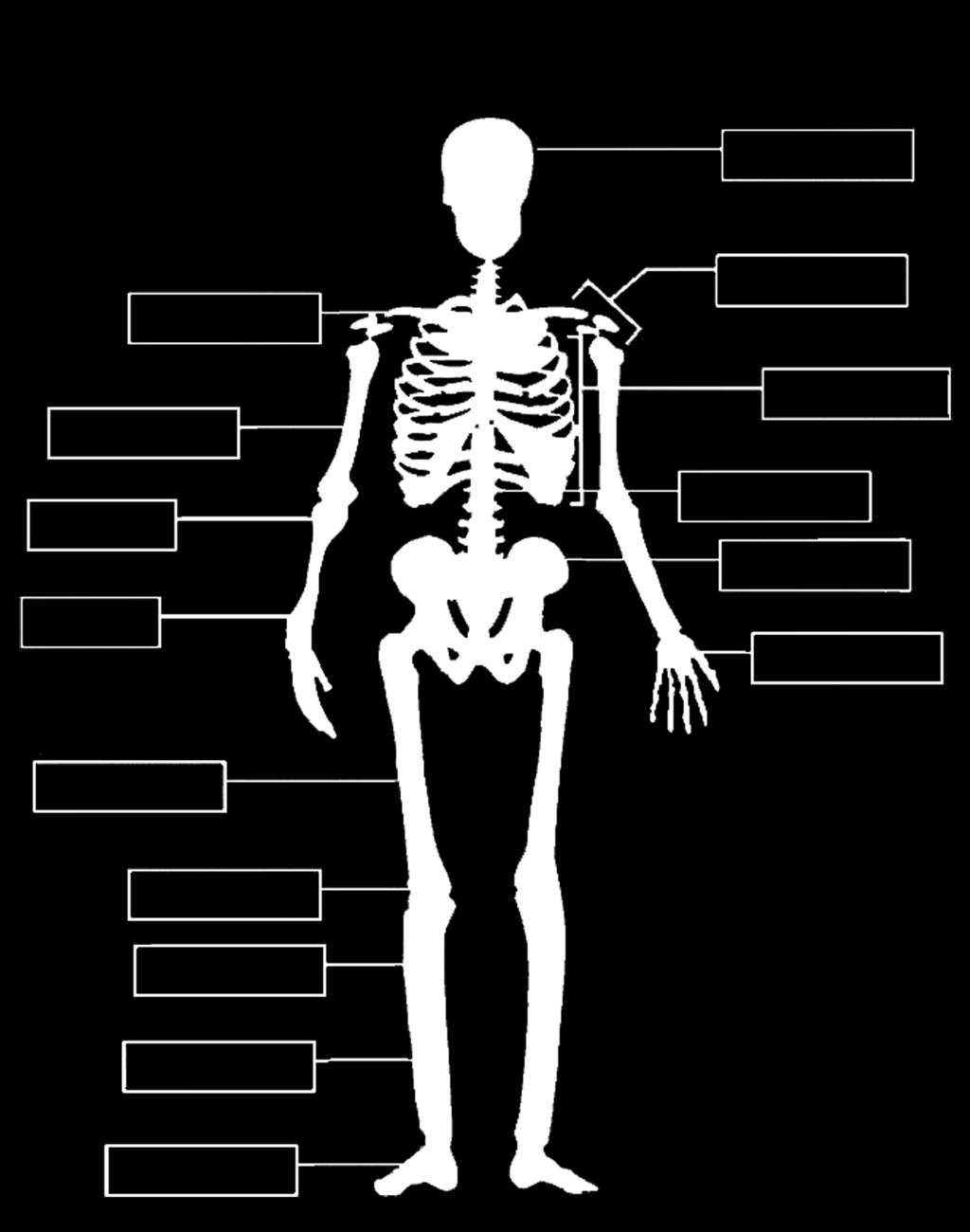 Human Skeleton Use the words in the box below to identify parts of the skeleton. Each bone in our bodies has a name. There are more than 200 bones in our bodies.
