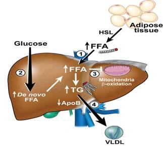 Lipotoxicity Disease Progression to NASH First Hit Steatosis TG FFA Hepatocyte