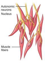 (uterus, intestine, bladder) Cardiac muscle