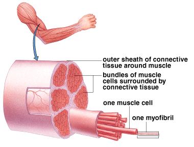 Organization of cells Sarcomere Myofibril Muscle cell
