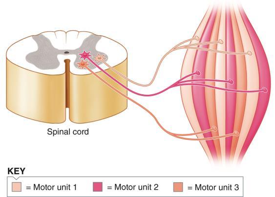 fibers varies among different motor units.