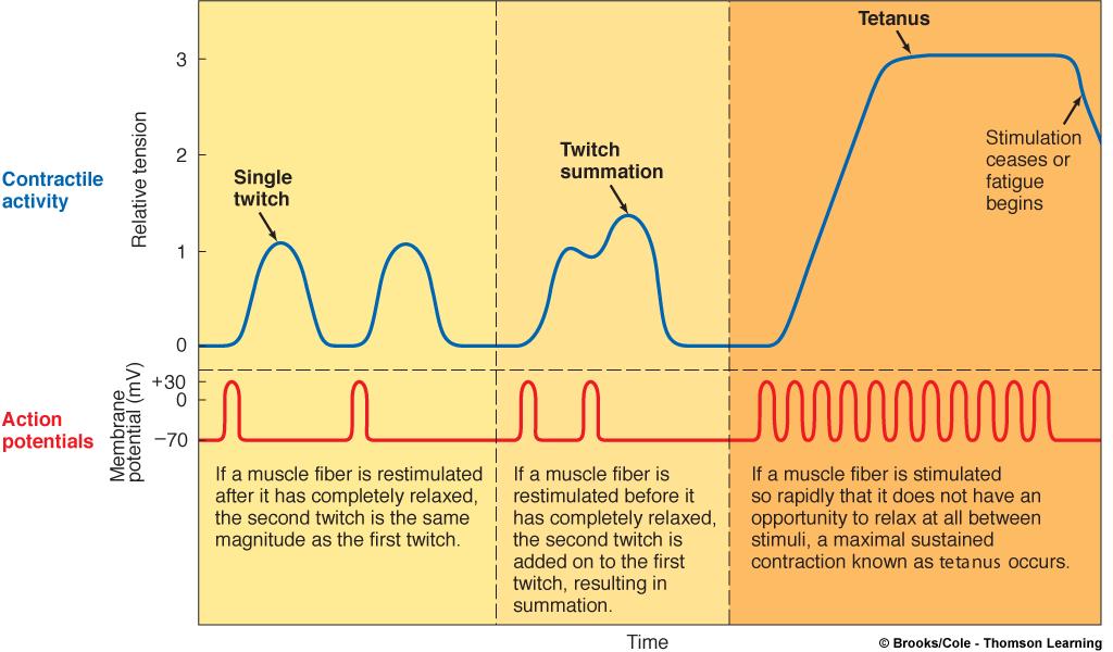 Tension and frequency of stimulation Muscle length and force twitch