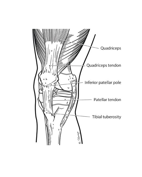 Anatomy of the Knee The knee is a complex joint comprised of bones, cartilage, ligaments and muscles. All of these structures work together to provide stability and mobility.