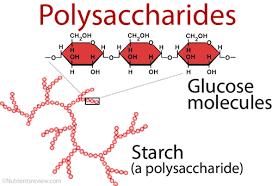 Carbohydrates: Polysaccharides Polysaccharide: - many sugar units Examples: -