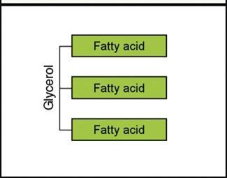 Lipids: Fats/Oils Structure of Fat/Oil Composed of 1