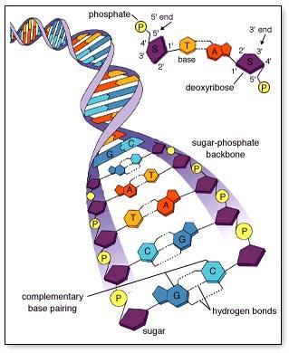 Nucleic Acids Nucleic acids are composed of long