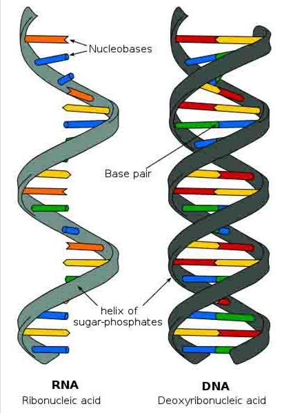 Nucleic Acids Two types Deoxyribonucleic acid DNA Sugar:
