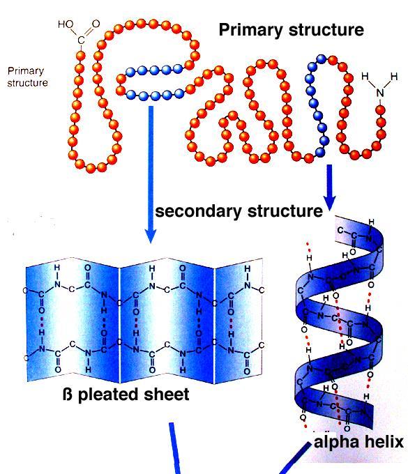 Proteins Secondary Structure 3-dimensional folding arrangement of a primary