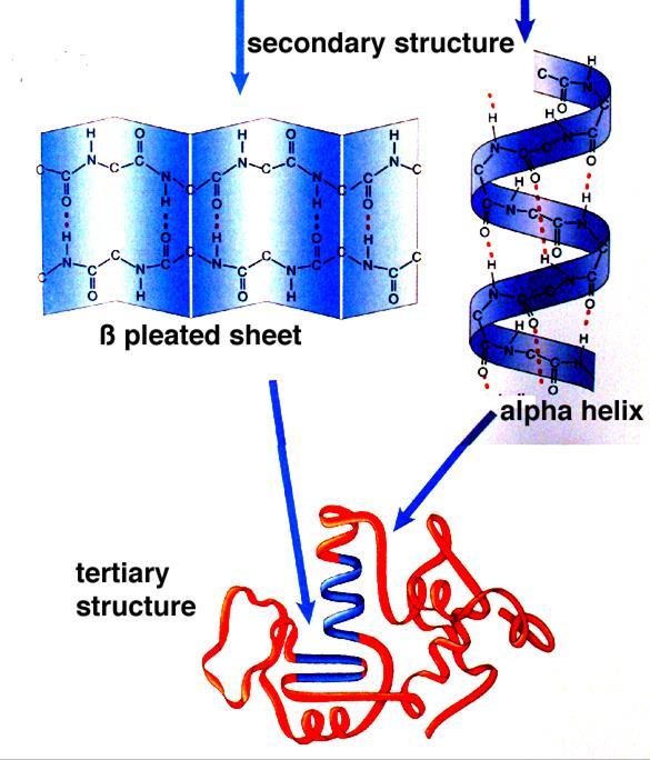 Proteins Tertiary Structure Structures bent and folded into a more complex 3-D