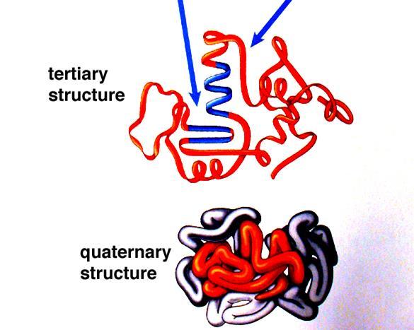 Proteins Quaternary Structure Composed of 2 or more subunits