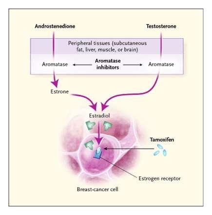 Medical Management: Antiestrogens for breast cancer prevention