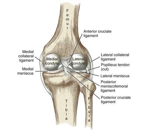 2 There are four major ligaments within the knee connecting the femur to the tibia to provide stability to the joint.