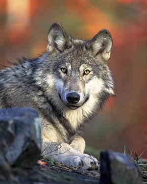 SLE: Systemic Lupus Erythematosis Grey wolf