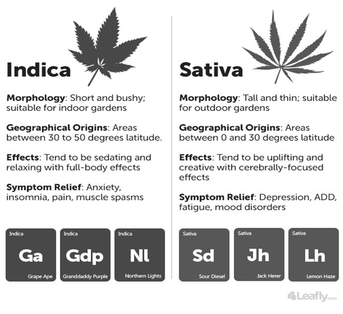 Varieties/Strains Though cannabis is biologically classified as the single species Cannabis Sativa, there are at least 3 distinct plant varieties: Cannabis Sativa Cannabis Indica Cannabis Ruderalis