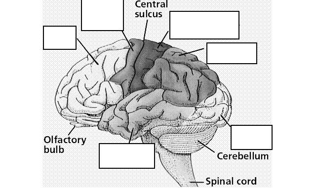 Fill in the Diagram of the Cerebrum/Cerebral Cortex: Go to the following website to explore the ways we can scan the brain: http://www.pbs.org/wnet/brain/scanning/index.html 1.