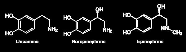 Catecholamines are derived from the amino acid tyrosine, and include dopamine, norepinephrine (nor-) and