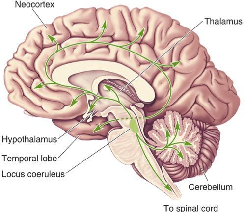 Dopamine: CNS; two sources substantia nigra (part of basal ganglia) movement selection ventral tegmental area