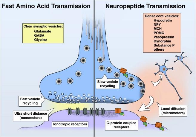 Neuropeptides Neuropeptides are small protein-like molecules (chains of 2-40 amino acids).