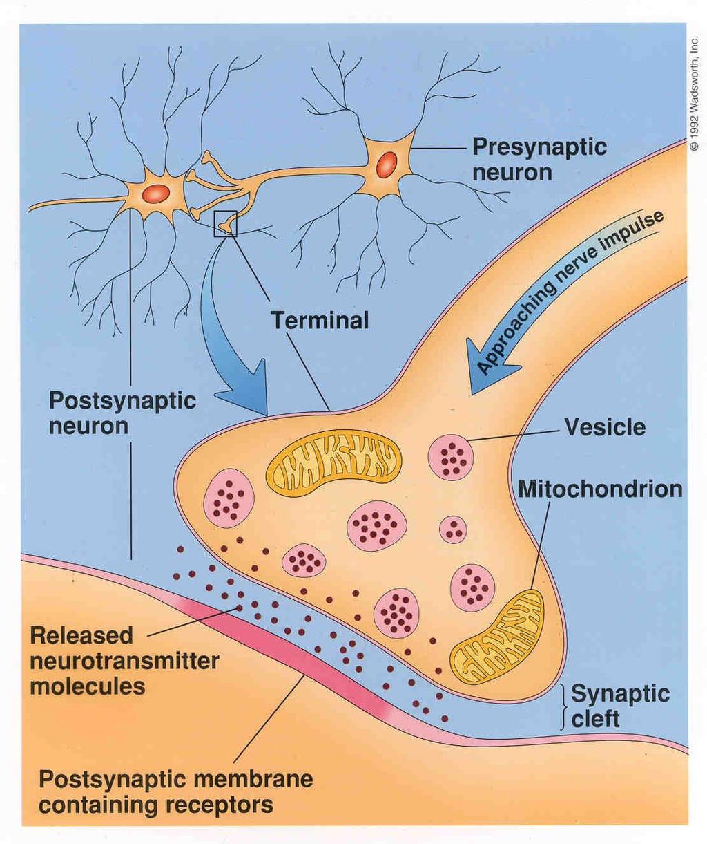 Neurotransmitter Systems Normal function of the human brain requires an orderly set of chemical reactions.